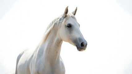 Naklejka premium Ethereal Arabian Horse: A majestic Arabian horse, with its elegant profile and flowing mane, stands out against a bright background, radiating grace and power.