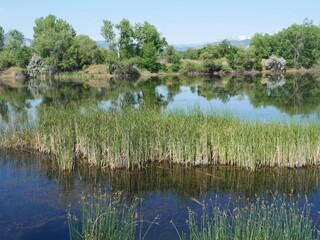 Summer Wetland Pond with Green Reeds at Sawhill Ponds, Boulder, Colorado