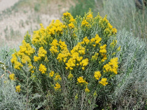 Yellow Rubber Rabbitbrush (Ericameria nauseosa) Blooming Along a Summer Trail in Boulder, Colorado