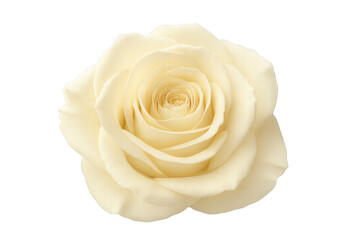 Cream white rose blooming on transparent background