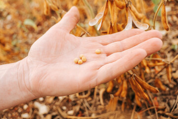 Soybean crop.Hand Holding Soybeans on Soybean Field. Yellow ripe soybeans in the palm of a hand in a soybean field. Close-up of soybean grains in a pod in hands.