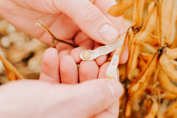 Hand Holding Soybeans on Soybean Field.Hands Holding Open Soybeans Pod. Soybean crop.Hand Examining Soybeans on Plant in Field. Yellow ripe soybeans in the palm