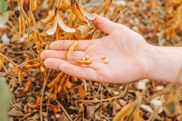 Hand Holding Soybeans on Soybean Field.soybeans in the palm of a hand in a soybean field. Close-up of soybean grains in a pod in hands.farmer checks the soybeans for ripeness.Farmer in soybean field 