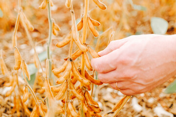  Soybeans on Soybean Field.Hands Holding Open Soybeans Pod. Soybean crop.Hand Examining Soybeans on Plant in Field. Yellow ripe soybeans in the palm