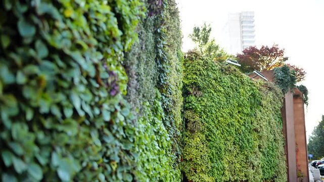 Vertical garden facade with lush green plants covering an urban building wall