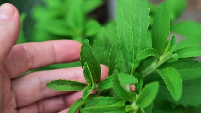 Vegetable Sweetener.Stevia rebaudiana in hand.Alternative natural food without sugar.Sugar substitute. Natural dietary sweetener. 4k footage