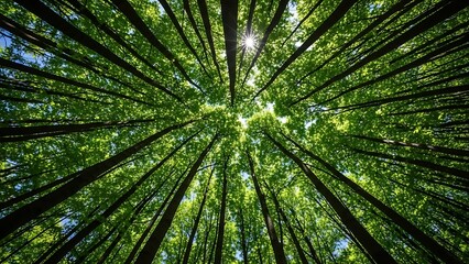 Looking up through tall green trees towards the sunlit sky in a dense forest canopy
