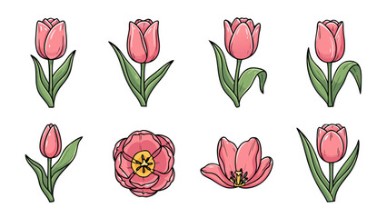 Collection of pink tulip illustrations in various stages of bloom and perspective