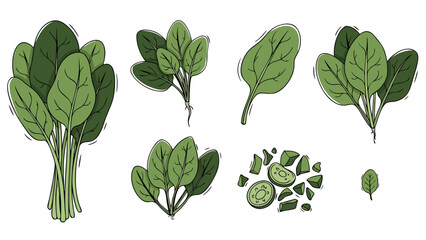 Collection of fresh spinach leaves and chopped spinach for healthy eating and cooking