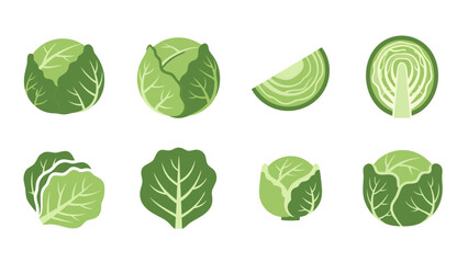 Collection of fresh green cabbage illustrations in various forms and angles