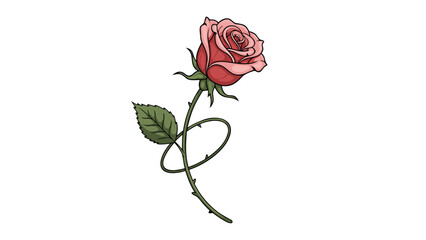 Elegant pink rose with a swirling vine and sharp thorns on a white background
