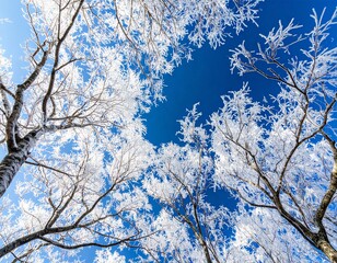 霧氷に覆われた木々と青空