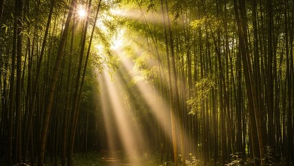 Sunlight filtering through bamboo forest trees.
