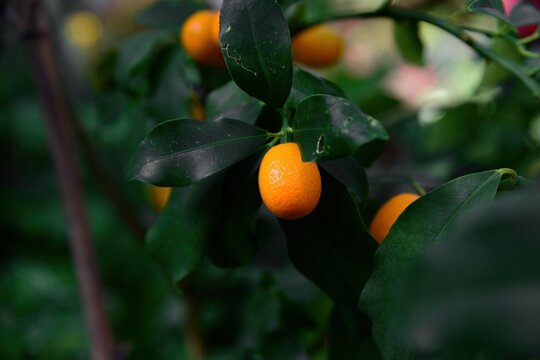 Single oval Nagami kumquat hanging close on branch with green leaves. Citrus Rutaceae fruit from Japan with soft blurred green background