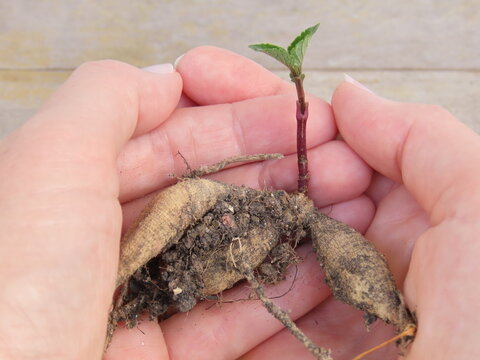 Closeup of woman hands holding a dahlia tuber with a sprout. Dahlia tuber with sprout. Growing dahlias.