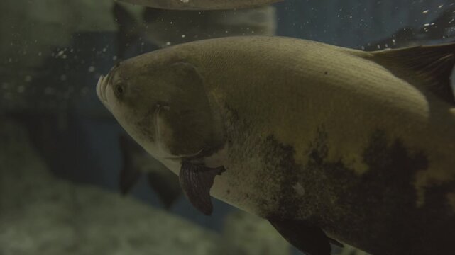 This video shows a large black pacu fish (Colossoma macropomum) swimming underwater.
