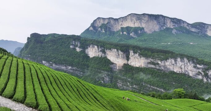 Aerial footage of spring tea plantations in a mountainous canyon, with lush green rows and misty cliffs. Farmers harvest tea under serene natural surroundings.