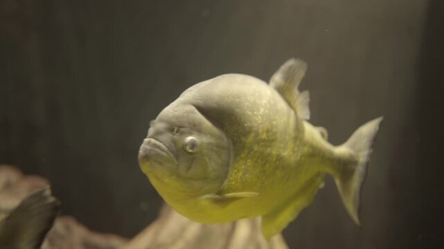 This video shows a large Sao Francisco Piranha (Pygocentrus piraya) swimming underwater. 