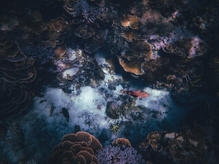 coral reef in the sea © Chanel