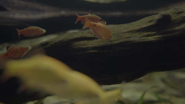 This video shows a school of Rosy Barb fish (Pethia conchonius) swimming together underwater. 