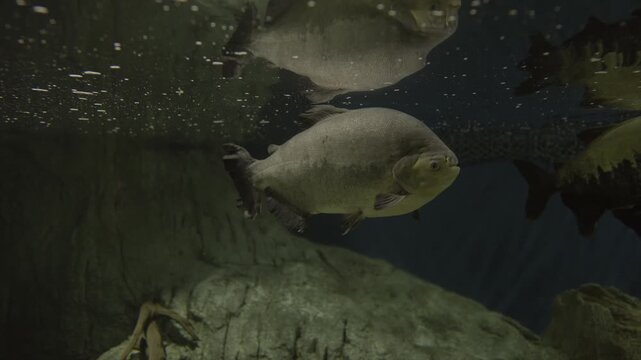 This video shows a large Sao Francisco Piranha (Pygocentrus piraya) swimming slowly through amazon waters. 