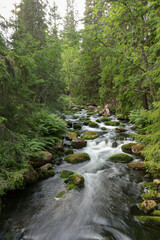 Obraz premium Serene forest stream flowing through lush greenery on a cloudy summer day