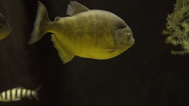 This video shows a Sao Francisco Piranha (Pygocentrus piraya) swimming underwater in a school of fish. 