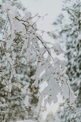 Obraz premium snow covered branches