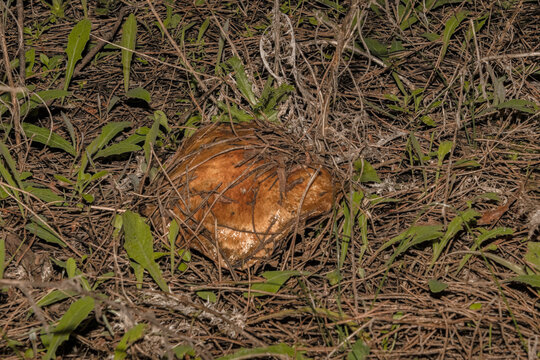 Saliendo del pasto una Seta esponja "Suillus belliniis"