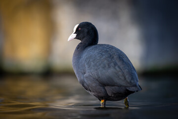 A coot standing in shallow water with a blurred background, showcasing its distinctive white bill...