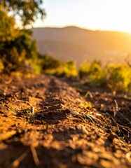 Low angle view of a sunlit forest floor with pine needles and soft morning light. Macro. Dirt.