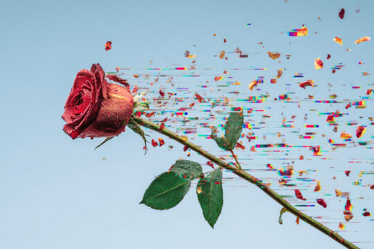 Red rose with dew drops on stem and leaves transforms into colorful datamosh glitch art effect as petals and pixels scatter against blue background creating surreal digital atmosphere