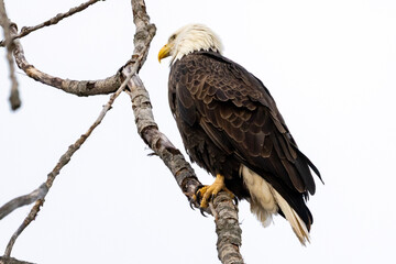 bald eagle on branch