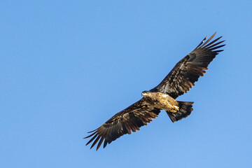 Obraz premium eagle in flight