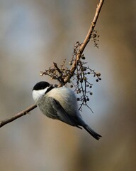 Chickadee hanging out in a pecan tree. 
