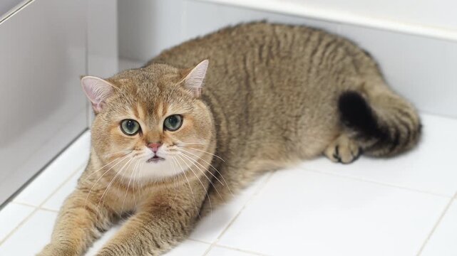 Cute and Relaxed Domestic Feline Lies on Tiled Floor, Showcasing Soft Fur and Playful Nature with Adorable Expression and Large, Expressive Eyes