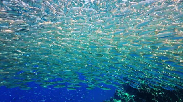 Dense school of small fish forming dynamic underwater pattern in clear blue sea, sunlight filtering through water creating motion and depth in tropical marine environment
