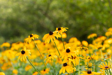 Fototapeta premium Field of blooming yellow rudbeckia flowers in a green garden during summer