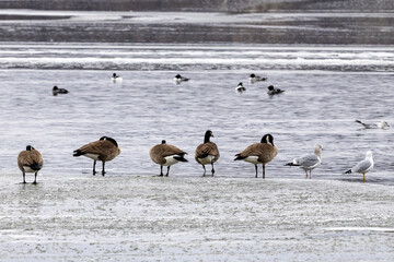 canadian geese in snow