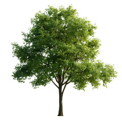 Obraz premium Isolated green tree with leaves on transparent background Generative AI