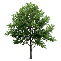 Fototapeta premium Oak tree with green leaves isolated on transparent background Generative AI
