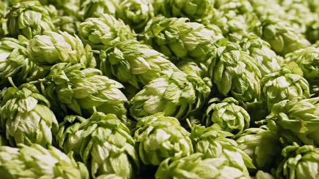 Heap of hop cones with detailed texture and lighting