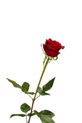 Obraz premium A single vibrant red rose flower with water droplets on petals and leaves, isolated on transparent background