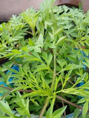 Close-Up of Green Cosmos Leaves in Pot