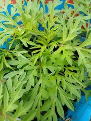 Close-Up of Green Cosmos Leaves in Pot