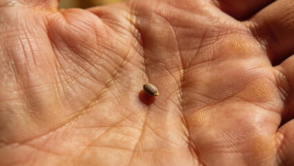 Seed in Hand Showing Growth Potential Against Natural Background  
