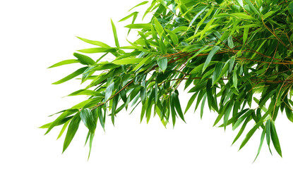 Lush, bright green leaves emerge from a dark background, angled to the upper right