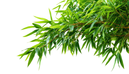 Lush, bright green leaves emerge from a dark background, angled to the upper right