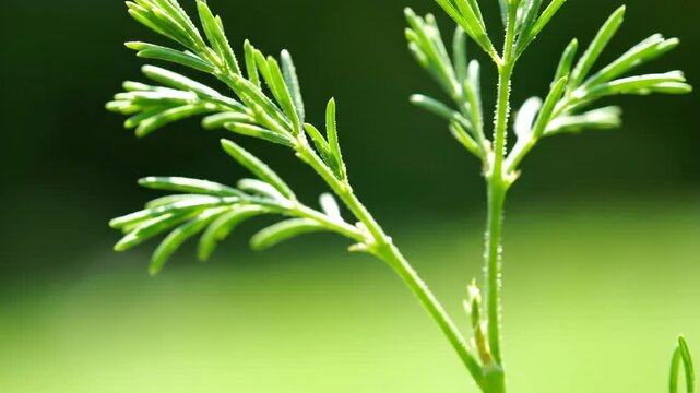 Closeup of a green plant with needlelike leaves