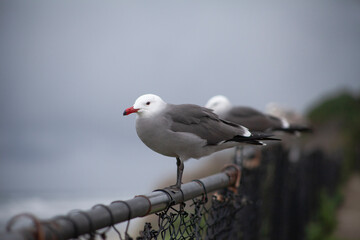 Obraz premium Seabird Resting Against Dramatic Moody Clouds